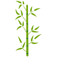 Cartoon bamboo forest. Tropical floral element for design.  Nature. Rainforest in Asia. Vector illustration.  