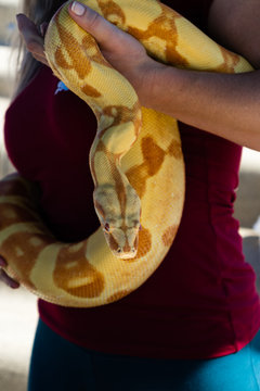 Woman holds big, heavy Burmese python that is wrapped around her hips. 