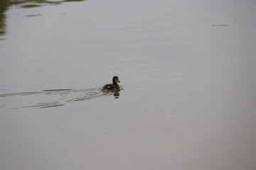 beautiful duck floating on the a lake surface in Chengdu