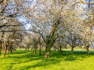 Obraz premium Streuobstwiese im Frühjahr