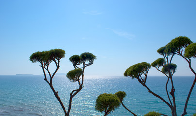 Decorative trees on the background of the sea. Corfu, Greece