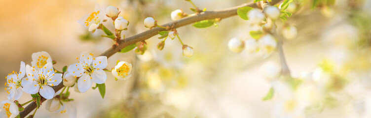 Spring background, panorama, banner - flowers of apple tree on the background of a blooming garden,...
