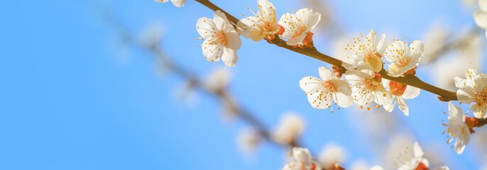 Spring background, panorama, banner - flowers of apricot tree (Prunus armeniaca) on the background of a blooming garden, closeup with space for text