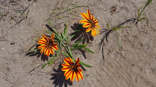 African daises on a levee in Sacramento moving in the strong wind