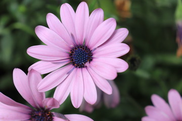 Obraz premium Close up view of beautiful purple flower in blossom with blurred background