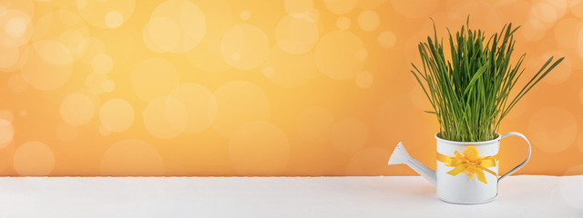 Easter still life, background, panorama, banner with space for text - white watering can with green grass on a rough concrete surface