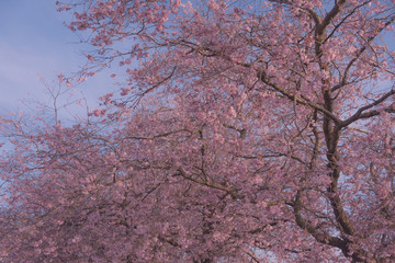 cherry blossom in spring