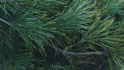 Texture of fir tree branches. Close up of nice green fir branches. Concept of nature background for your text.