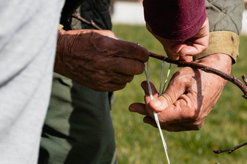Old man binding fruit cherry branches to the ground and pruning them, while teaching his son how to...