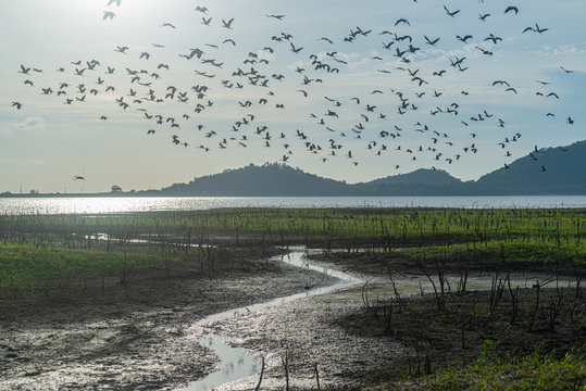 A flock of birds fly in the barren river around the lake.