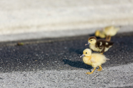 Group of Ducklings Crossing Road