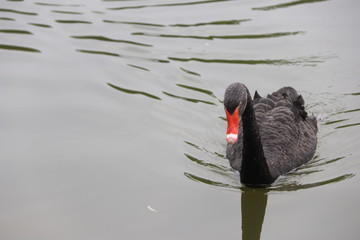 beautiful black Swan floating on the a lake surfacein Chengdu