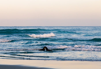 Fototapeta premium Two fur seals playing in the shallow water on ocean shore, South Isalnd of New Zealand