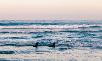 Fototapeta premium Two fur seals in the shallow water on ocean shore, South Isalnd of New Zealand