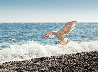 Naklejka premium Seagull in sea. The Black sea on Crimea.