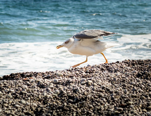 Seagull in sea. The Black sea on Crimea.