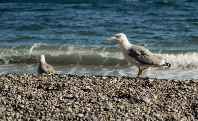 Seagull in sea. The Black sea on Crimea.