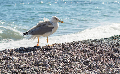 Seagull in sea. The Black sea on Crimea.