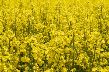 Obraz premium Background with blooming rapeseed