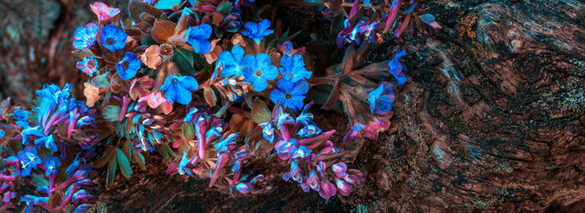 Spring multi-colored flowers on a beautiful tree bark.