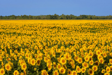 Fototapeta premium Field of blooming sunflowers