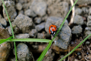 ladybug on grass