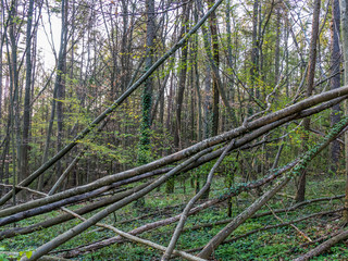 Obraz premium Schäden und Gefahr durch umgestürzte Bäume nach einem Sturm im Wald