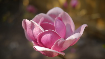 Close-up of a black tulip magnolia flower in bloom on a sunny day