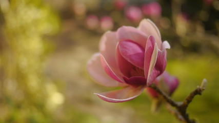 Fototapeta premium Close-up of a black tulip magnolia flower in bloom on a sunny day