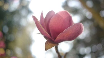 Obraz premium Close-up of a black tulip magnolia flower in bloom on a sunny day
