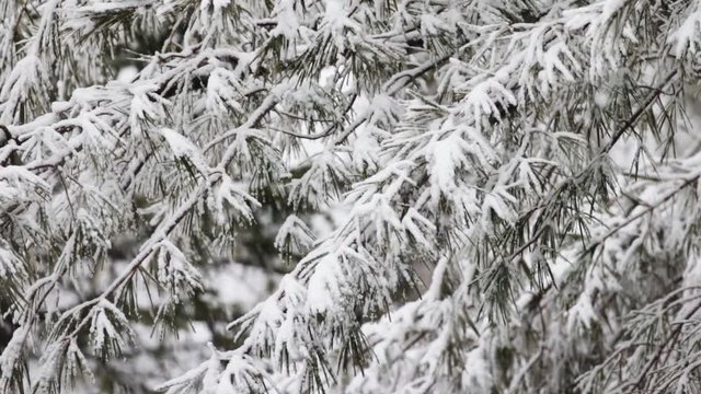 Close view slow motion video of very heavy wet snowfall on fir trees during a late season storm in Maine.