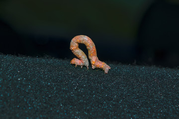 Fototapeta premium A caterpillar of the mottled umber, a moth of the family Geometridae.