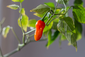 Close-up of a fresh small red chilli pepper on a plant