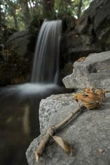 The waterfall in park in Crimea.