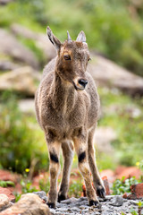 Nilgiri Tahr at Rajamalai hills in Eravikulam National Park near Munnar, Kerala, India