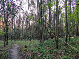Schäden und Gefahr durch umgestürzte Bäume nach einem Sturm im Wald