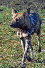 Painted Dog