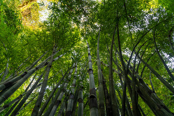 Bamboos near Wat Suwan Kuha or Cave Temple, Buddha Cave in Phang Nga, Thailand, South East Asia