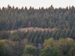 Bäume im Mischwald