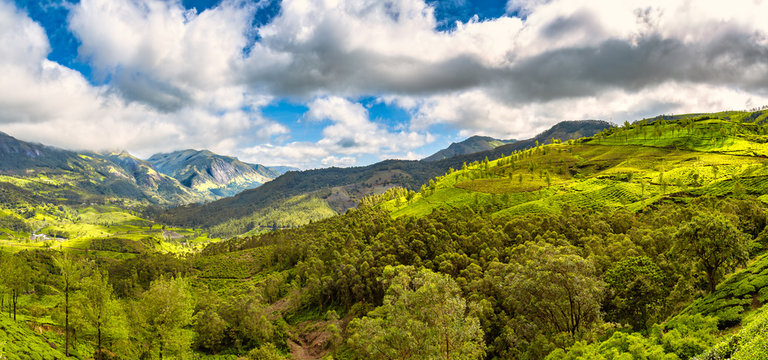 Munnar Valley, Kerala, India