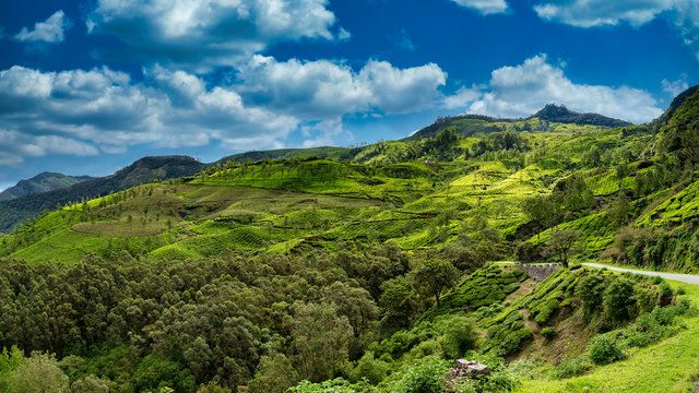 Munnar Valley, Kerala, India