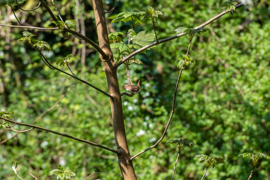 Wren Perched In A Tree In Spring UK