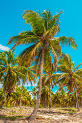Green Coconut Tree With a Beautiful Blue Sky - Pernambuco - Brazil's Northeast