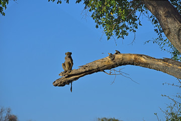 baboon