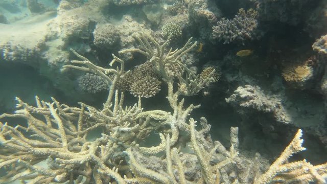 Corals underwater in the Red Sea, Egypt, 4k