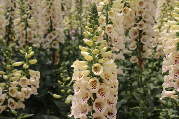 Close up view of lupine flower in a field of flowers