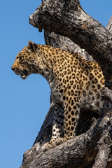 Leopard