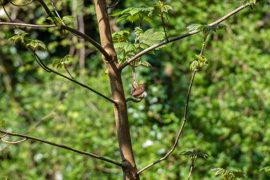 Wren Perched In A Tree In Spring UK