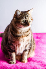 Mon chat joue au felin