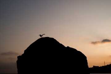 
Seagull in night sky.  The night landscape.
